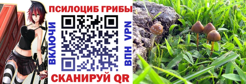 Купить  Вязьма  Галлюциногенные грибы Psilocybine cubensis 